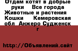 Отдам котят в добрые руки. - Все города Животные и растения » Кошки   . Кемеровская обл.,Анжеро-Судженск г.